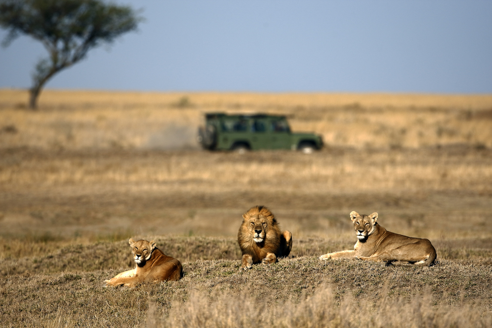 Lion,And,Lionesses,In,The,Savannah,With,Land,Rover,And